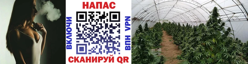 Шишки марихуана планчик  Купить  Кадников 